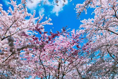 Low angle view of pink flowers blooming on tree