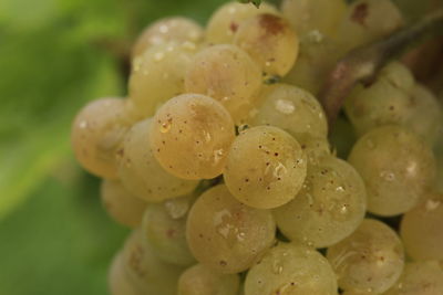 Close-up of fruits