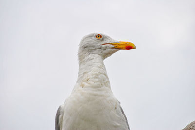 Close-up of seagull against clear sky