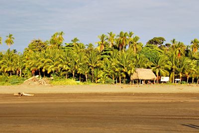 View of palm trees on field against sky