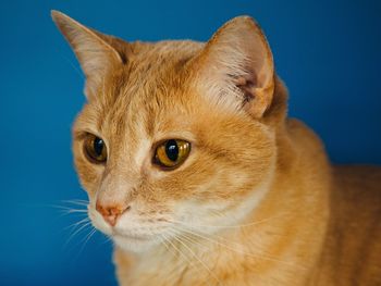 Close-up portrait of ginger cat against blue background