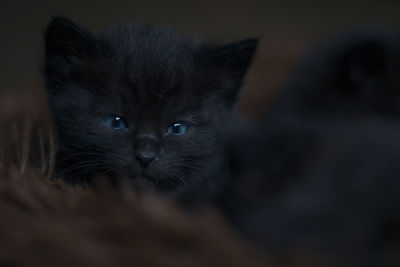 Close-up portrait of a cat