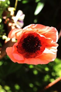 Close-up of flower blooming outdoors