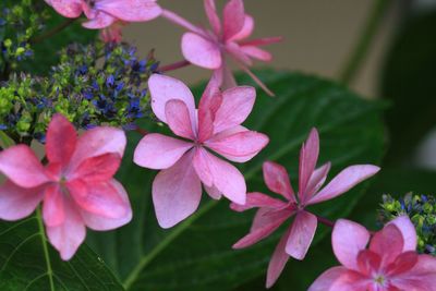 Close-up of pink flowers