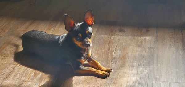 High angle view of a dog resting on hardwood floor