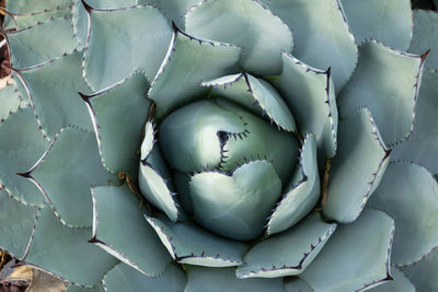 Full frame shot of succulent plant