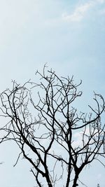 Low angle view of bare tree against sky