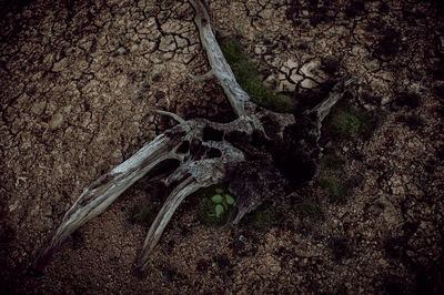 Close-up of tree trunk in forest