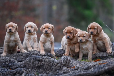 Puppies sitting on rock