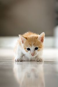 Portrait of kitten