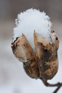 Close-up of frozen dry plant