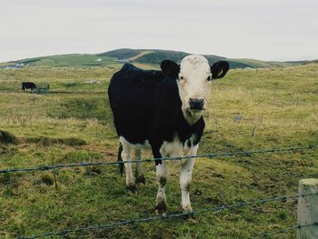 Portrait of cow on field