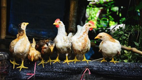 Dwarf chicken in the farm