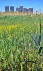 Crops growing on field against sky