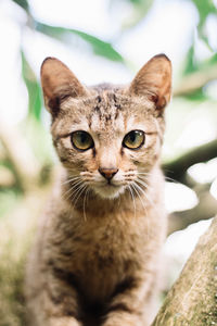 Close-up portrait of tabby cat