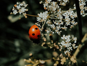 Close-up of ladybug on cherry blossom