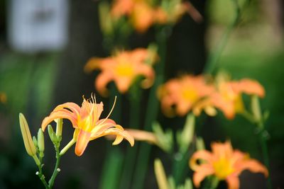 Close-up of orange day lily flowering plant