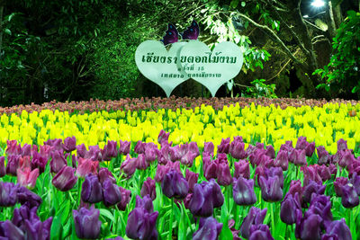 Close-up of purple flowering plants