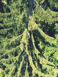 High angle view of trees in forest