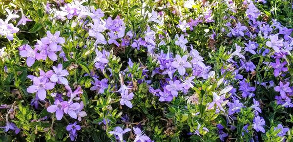 High angle view of purple flowering plants on field