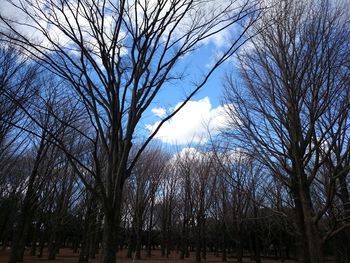 Low angle view of bare trees against sky