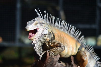 Close-up of iguana