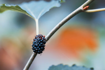 Close-up of berries growing on plant