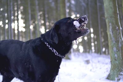 Close-up of dog in forest during winter