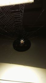 Close-up of spider on web