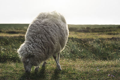 Sheep grazing in a field