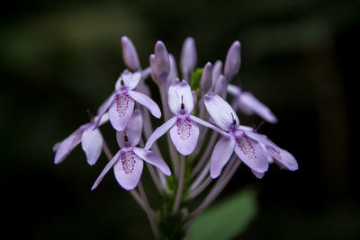 Close-up of purple flowers