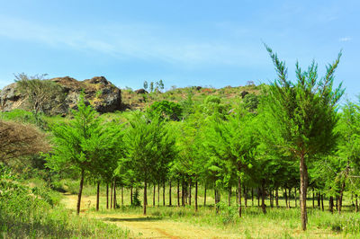 Trees on field against sky