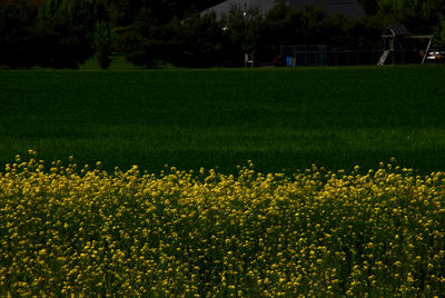 Yellow flowers growing in field