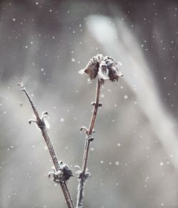 Close-up of dry plant during snow fall