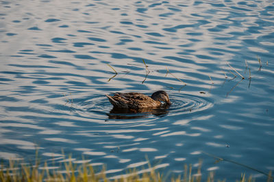 High angle view of bird swimming in lake