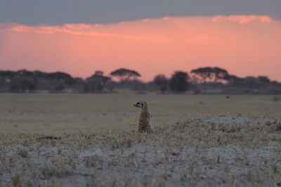 View of birds on land during sunset