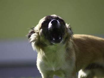 Close-up portrait of dog