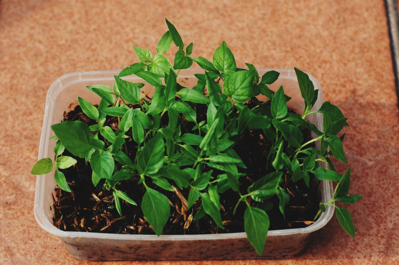 plant, green, food and drink, food, leaf, plant part, herb, produce, freshness, flower, growth, nature, no people, wellbeing, high angle view, healthy eating, indoors, potted plant, basil, container, parsley, close-up, vegetable, spice