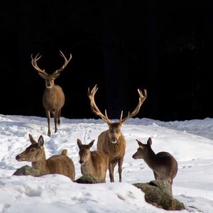 Deer standing in snow covered field