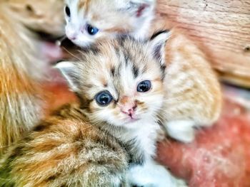 Close-up portrait of kitten