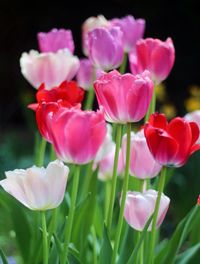 Close-up of pink flowers blooming outdoors