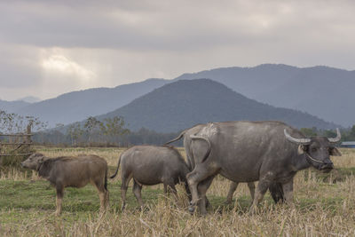 Buffalo standing on field against sky