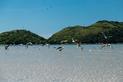 Seagulls flying over beach against blue sky