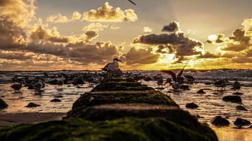 Rocks on beach against sky during sunset