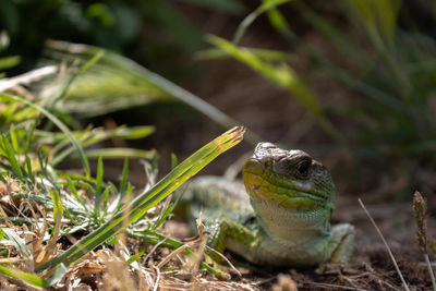 Close-up of lizard on land