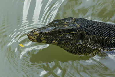 Varanus salvator swim in the water.