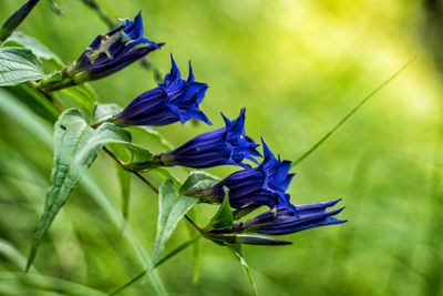 Close-up of purple flowering plant