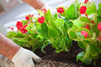 Cropped hands of man with red flowers blooming in yard