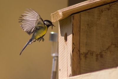 Close-up of bird perching by wooden feeder