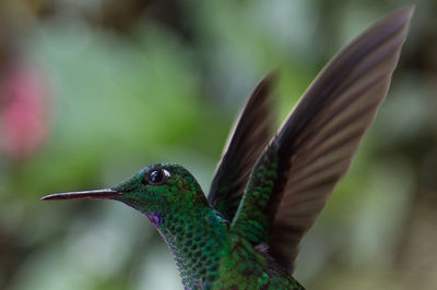 Close-up of bird flying